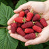 GreenboutiQ - Obstpflanzen - Taybes - Rubus Tayberry - Winterhart - 6 Pflanzen - Topf 9 cm - Rote Johannisbeere Bild 4