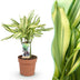 Dracaena fragrans Diamond Dream: Bunter Drachenbaum, Topf 17cm Bild 1