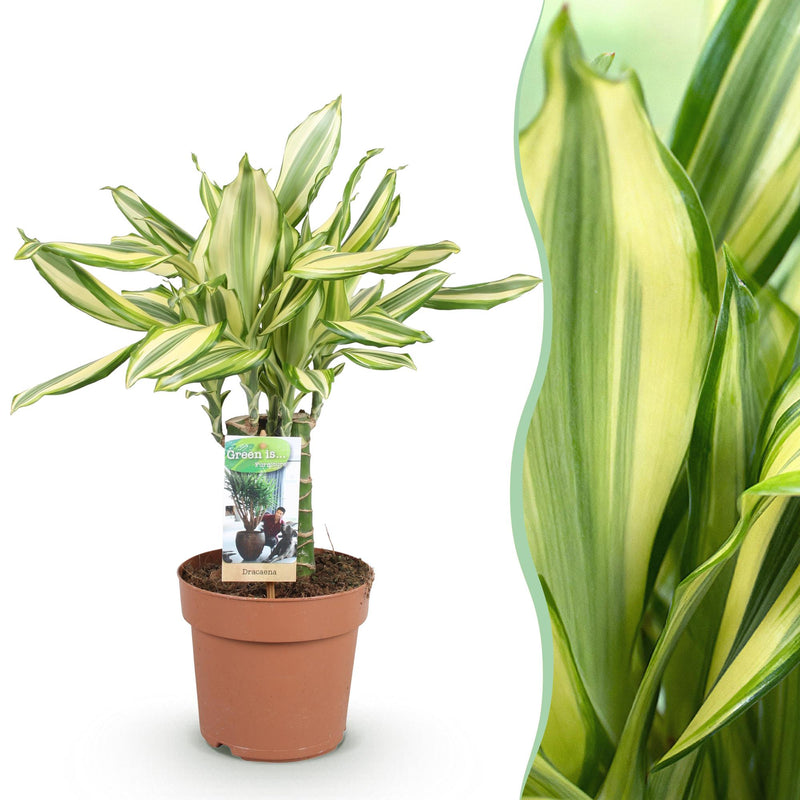 Dracaena fragrans Diamond Dream: Bunter Drachenbaum, Topf 17cm