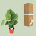 Calathea Orbifolia Ø17cm - ↕60cm - Silver Leaf Patterns Bild 4