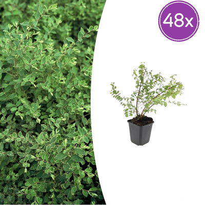 48x Symphoricarpos ch. 'Hancock' - ↕10-25cm - Ø9cm