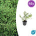 48x Symphoricarpos ch. 'Hancock' - ↕10-25cm - Ø9cm Bild 1