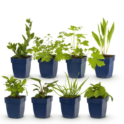 GreenboutiQ Staudenpaket: Bienen- & Schmetterlingsmagnet für 1m²