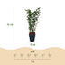 GreenboutiQ Ligustrum ovalifolium: Immergrüne Hecke (6 Stk.) Bild 3