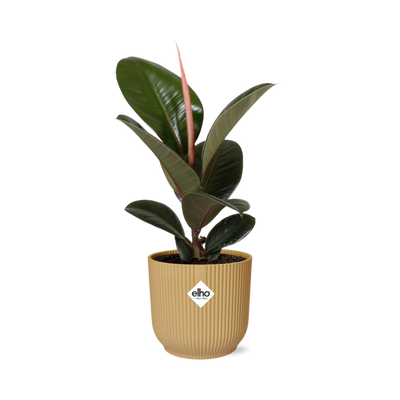 Ficus Elastica 'Robusta' im ELHO Vibes Fold Topf (14cm, gelb)