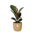 Ficus Elastica 'Robusta' im ELHO Vibes Fold Topf (14cm, gelb) Bild 1