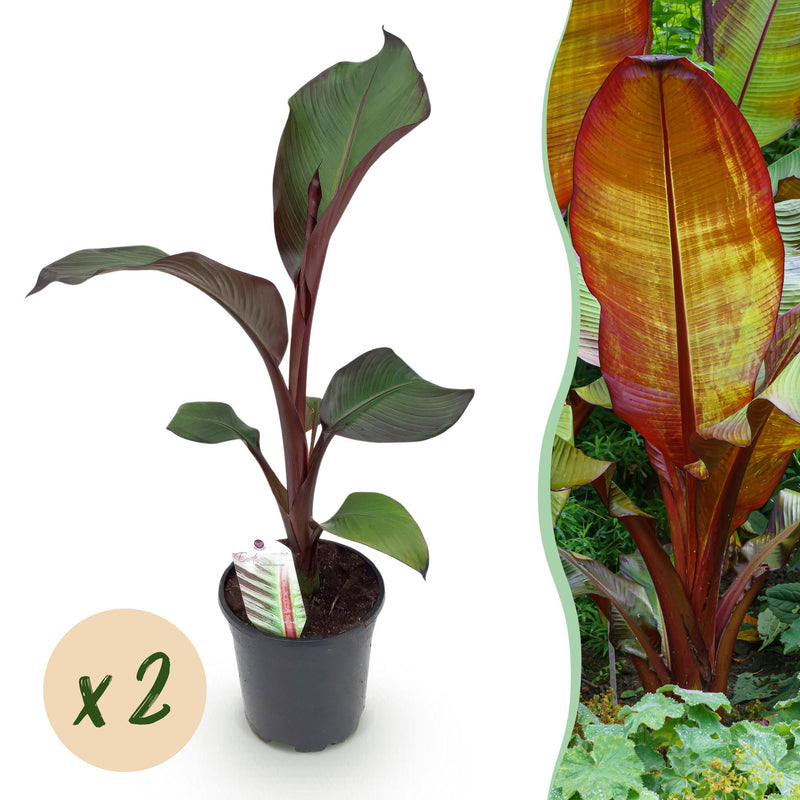 GreenboutiQ Bananenpflanze Ensete ventricosum Maurelli - 2 Pflanzen, 40cm