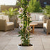 3x Passiflora Caerulea Constance Elliot Climbing Plant Bild 4