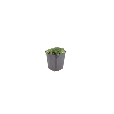 24x Thymus praecox 'Albiflorus' - Bodendecker - 10-25cm - Ø9cm