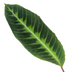 Calathea Warscewiczii: Exotische Blattpracht mit samtigen Blättern Bild 2