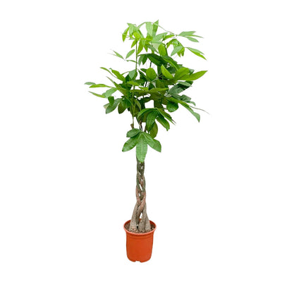 Pachira Aquatica Geldbaum 120cm, geflochtener Stamm, Glückskastanie