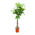 Pachira Aquatica Geldbaum 120cm, geflochtener Stamm, Glückskastanie Bild 1