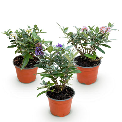 Buddleja davidii Butterfly Candy Little Tricolour, 3 Pflanzen
