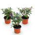 Buddleja davidii Butterfly Candy Little Tricolour, 3 Pflanzen Bild 2