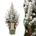 4x Picea glauca Conica - Zuckerhutfichte - Grün - Weiß - Weihnachtsbaum - Ø17cm - ↕65cm Bild 1