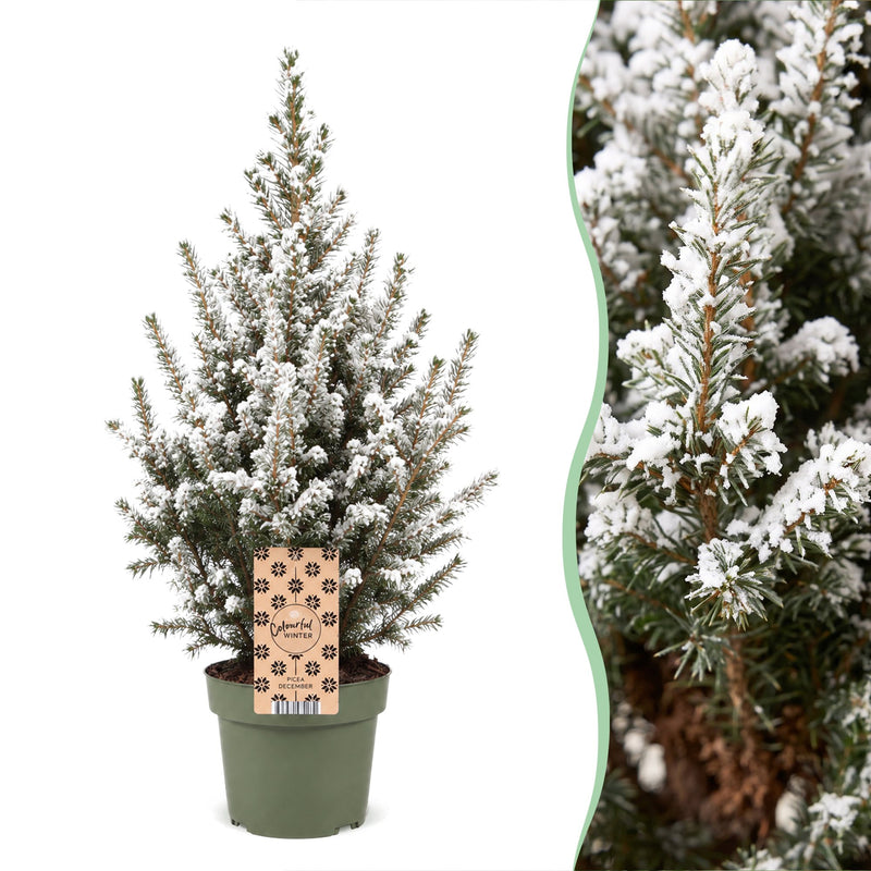 4x Picea glauca Conica - Zuckerhutfichte - Grün - Weiß - Weihnachtsbaum - Ø17cm - ↕65cm