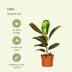 Set of 6 Surprise Houseplant Boxes Ø12cm, Height 25cm Bild 2