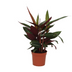 Calathea Stripestar: 40cm, auffällige Streifen, Ø12cm Topf Bild 1