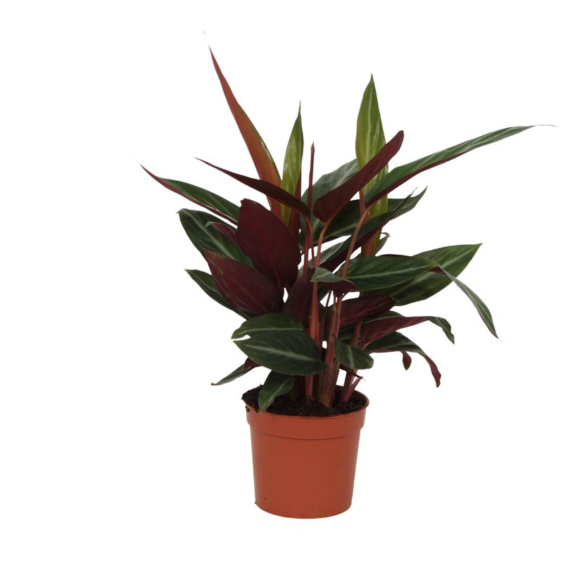 Calathea Stripestar: 40cm, auffällige Streifen, Ø12cm Topf