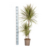 Dracaena Marginata Bicolor Ø21cm - ↕110 - 130cm Bild 6