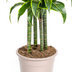 Dracaena Deremensis Dorado Topfpflanze, Ø27cm, 170-190cm Bild 5