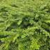 48x Lonicera nit. 'Maigrün' Heckenpflanze, 10-25cm, Ø9cm Bild 6