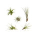 Tillandsia Air Mix Set: 5x Luftpflanzen Ø 6 cm Bild 1