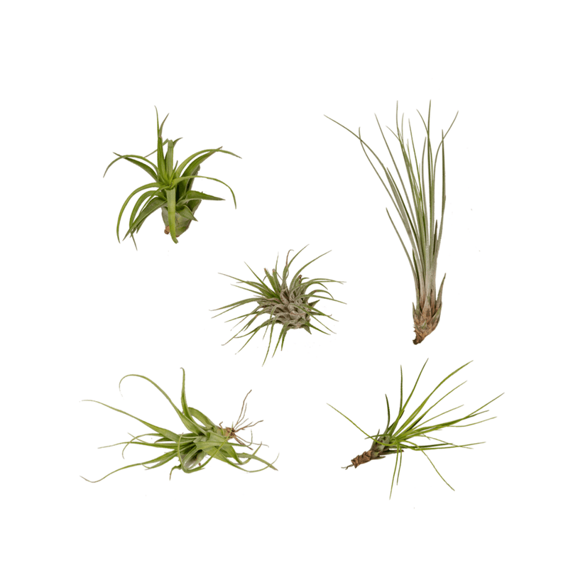 Tillandsia Air Mix Set: 5x Luftpflanzen Ø 6 cm
