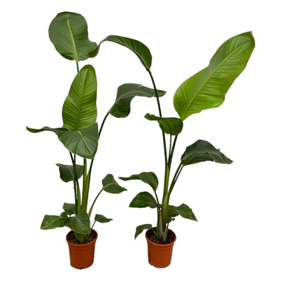 2x Strelitzia Nicolai (Baum-Strelitzie) - 100cm - Ø17