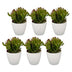 6x Crassula Ovata - Geldbaum - Grün - Sukkulente/Kaktus - incl. witte pot - Ø12cm Bild 2