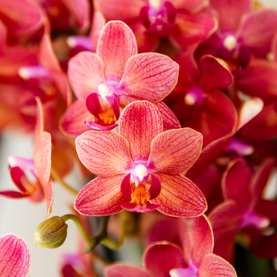 Kolibri Orchids | Rote Congo Orchidee + Retro roter Übertopf – Topfgröße Ø9cm | blühende Zimmerpflanze – frisch vom Züchter