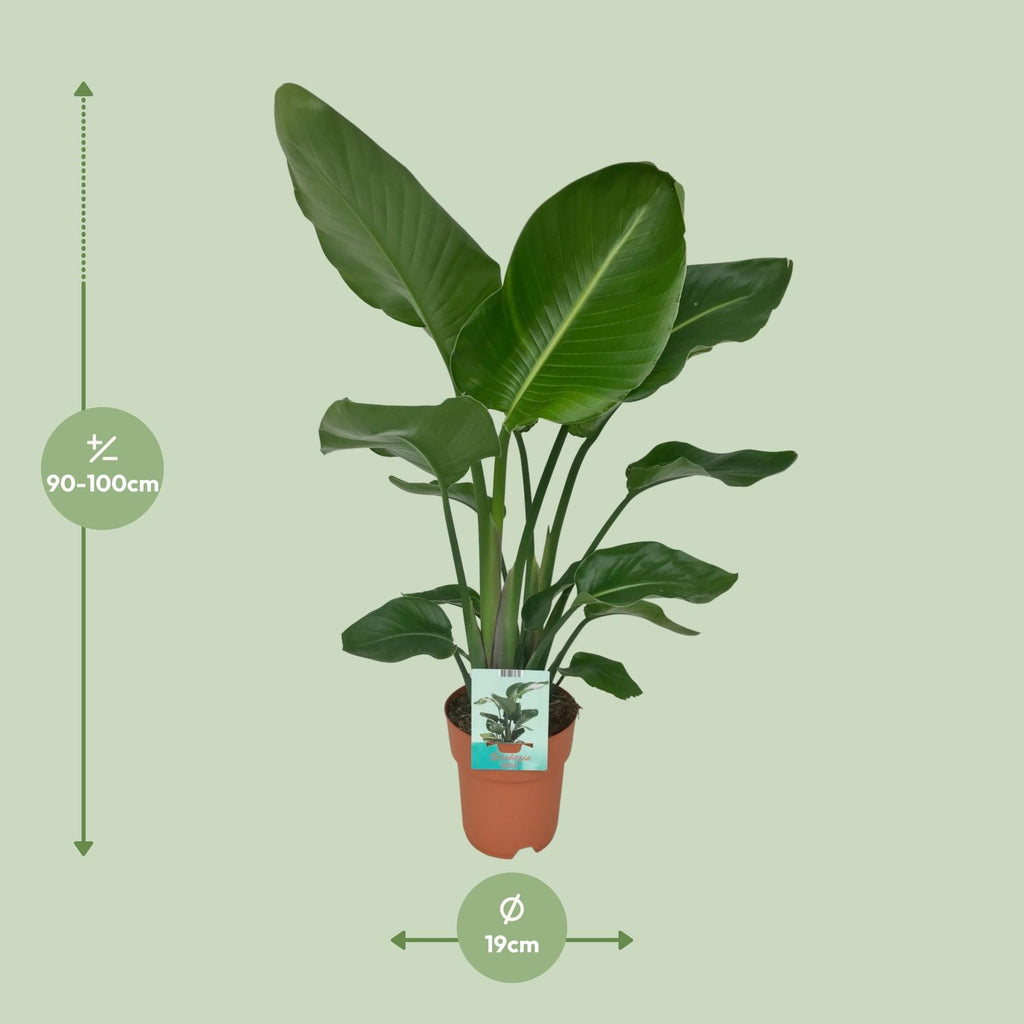 Strelitzia Nicolai - Paradiesvogelpflanze - Ø19cm - ↕90cm