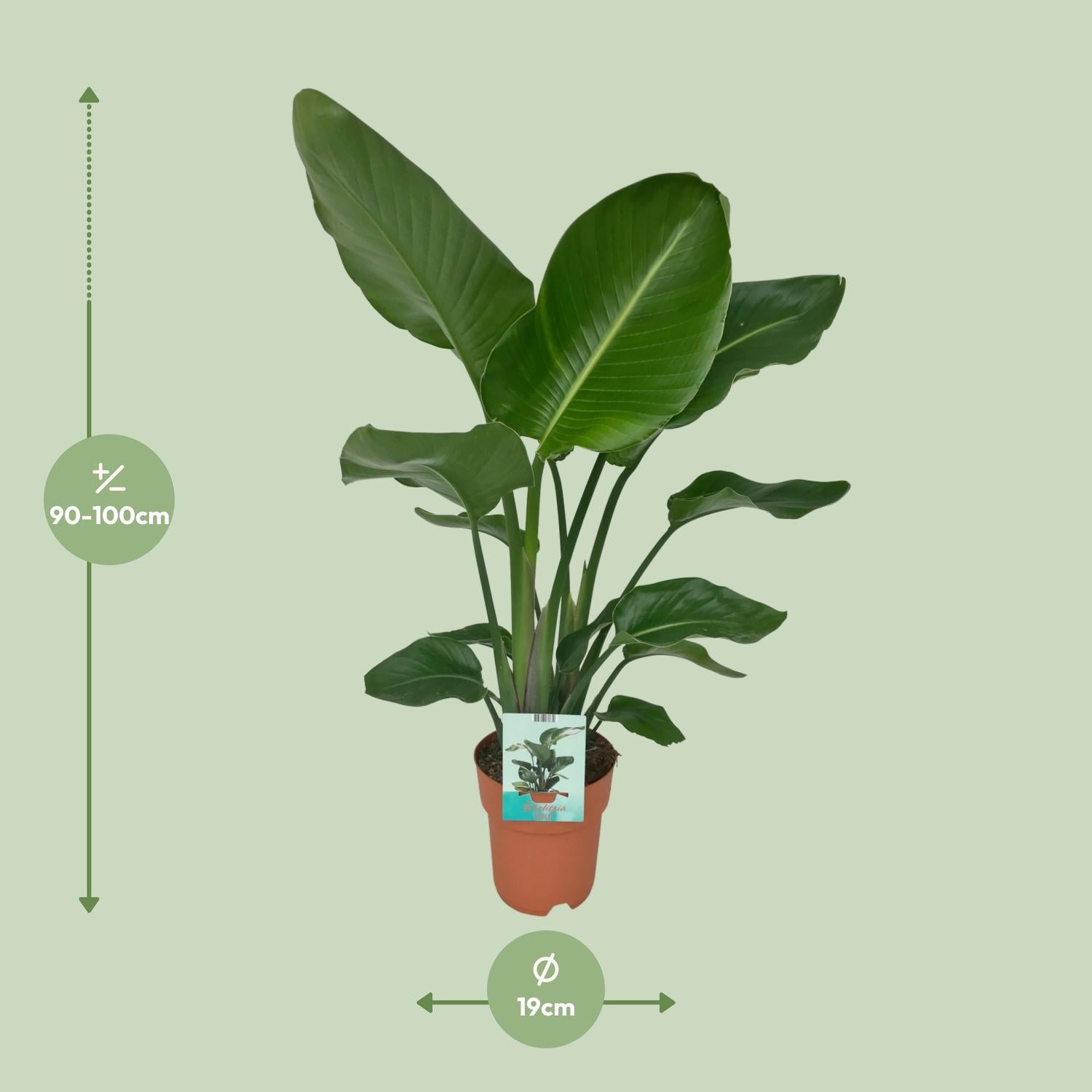 Strelitzia Nicolai - Paradiesvogelpflanze - Ø19cm - ↕90cm