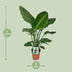 Strelitzia Nicolai - Paradiesvogelpflanze - Ø19cm - ↕90cm Bild 2