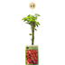4x Parthenocissus quin. 'Engelmannii' - Engelmann-Jungfernrebe (Ø9cm, 35cm) Bild 2