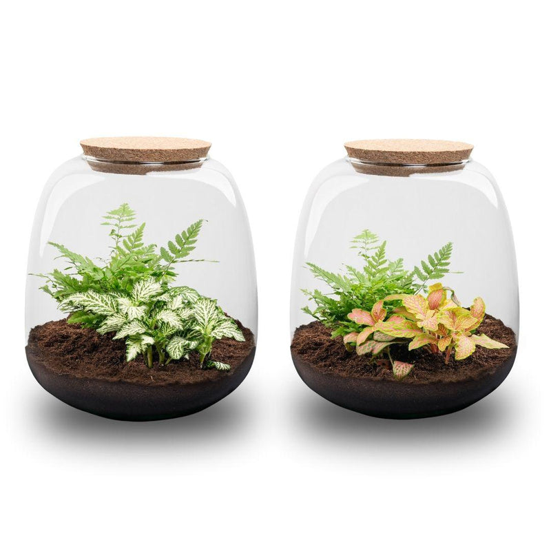 Pflanzenterrarium Emma Mini DIY-Kit mit Fittonia & Farn ↑20cm Ø19cm