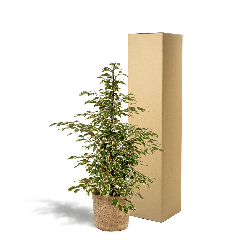 Ficus benjamina Twilight - Ø21cm - ↕95cm + Korb Selin