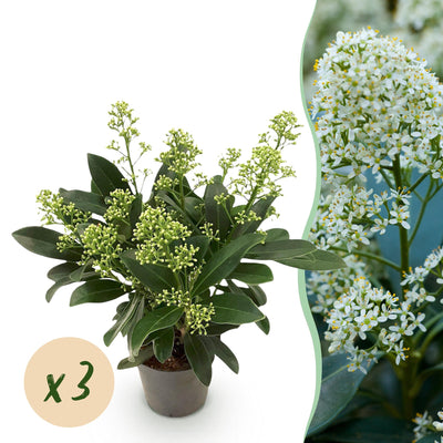 GreenboutiQ - Terrassenpflanze - Skimmia japonica Finchy - Blüte Weiß - 10+ Blumen - 3 Pflanzen - Winterhart - Topf 10,5cm Höhe 25cm