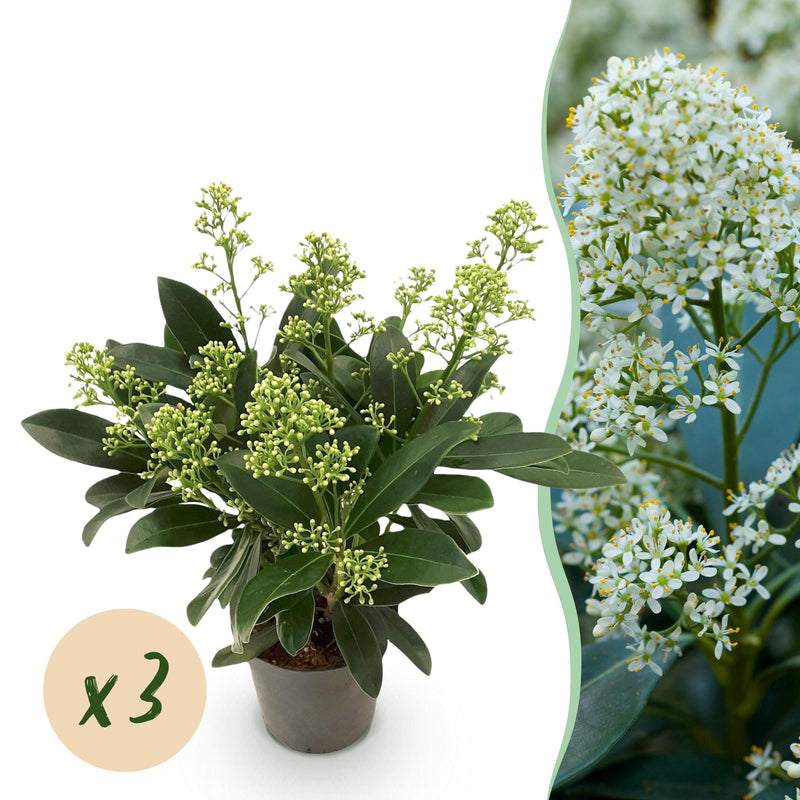 GreenboutiQ - Terrassenpflanze - Skimmia japonica Finchy - Blüte Weiß - 10+ Blumen - 3 Pflanzen - Winterhart - Topf 10,5cm Höhe 25cm