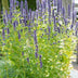 48x Anise Hyssop 'Black Adder' - Perennials for Sunny Gardens Bild 5