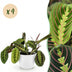 Maranta Fascinator Tricolour: 4 Plants in a White Pot Bild 1
