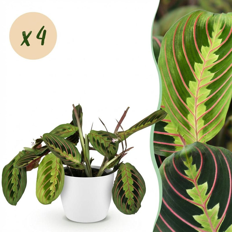 Maranta Fascinator Tricolour: 4 Plants in a White Pot