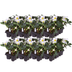 48x Christrose 'Christmas Carol' im Set – Winterblüher für Ihren Garten Bild 2