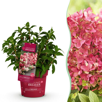 Gartenhortensie 'Groundbreaker Ruby' – Winterfest, Rote Blüten, Topf 14cm