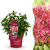 Hydrangea 'Groundbreaker Ruby' – Winter Hardy, Red Flowers, 14cm Pot Bild 1
