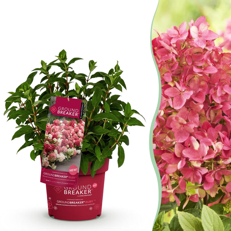 Hydrangea 'Groundbreaker Ruby' – Winter Hardy, Red Flowers, 14cm Pot