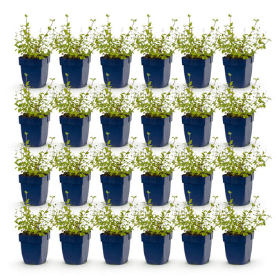 Green boutiQ - Stauden - Nepeta rac. Grog - Katzenminze - Bienchen- und Schmetterlingsanzieher - Blau - 24 Pflanzen - Topf 11cm - Höhe 15-25cm