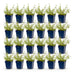 Green boutiQ - Stauden - Nepeta rac. Grog - Katzenminze - Bienchen- und Schmetterlingsanzieher - Blau - 24 Pflanzen - Topf 11cm - Höhe 15-25cm Bild 2