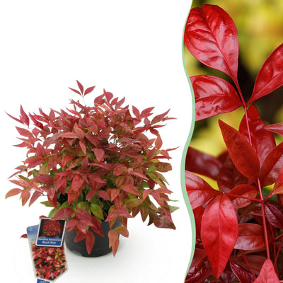 GreenboutiQ - Garden Plant - Nandina Blush Pink - Dark Pink - 1 Plant - Evergreen - Low Maintenance - Pot 17cm Height 40cm