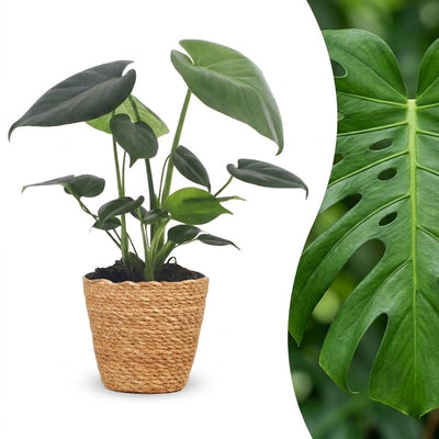 Green boutiQ - Monstera Deliciosa - Fensterblatt - 1 Plant - mit Korb - Topf 12cm - Höhe 30cm